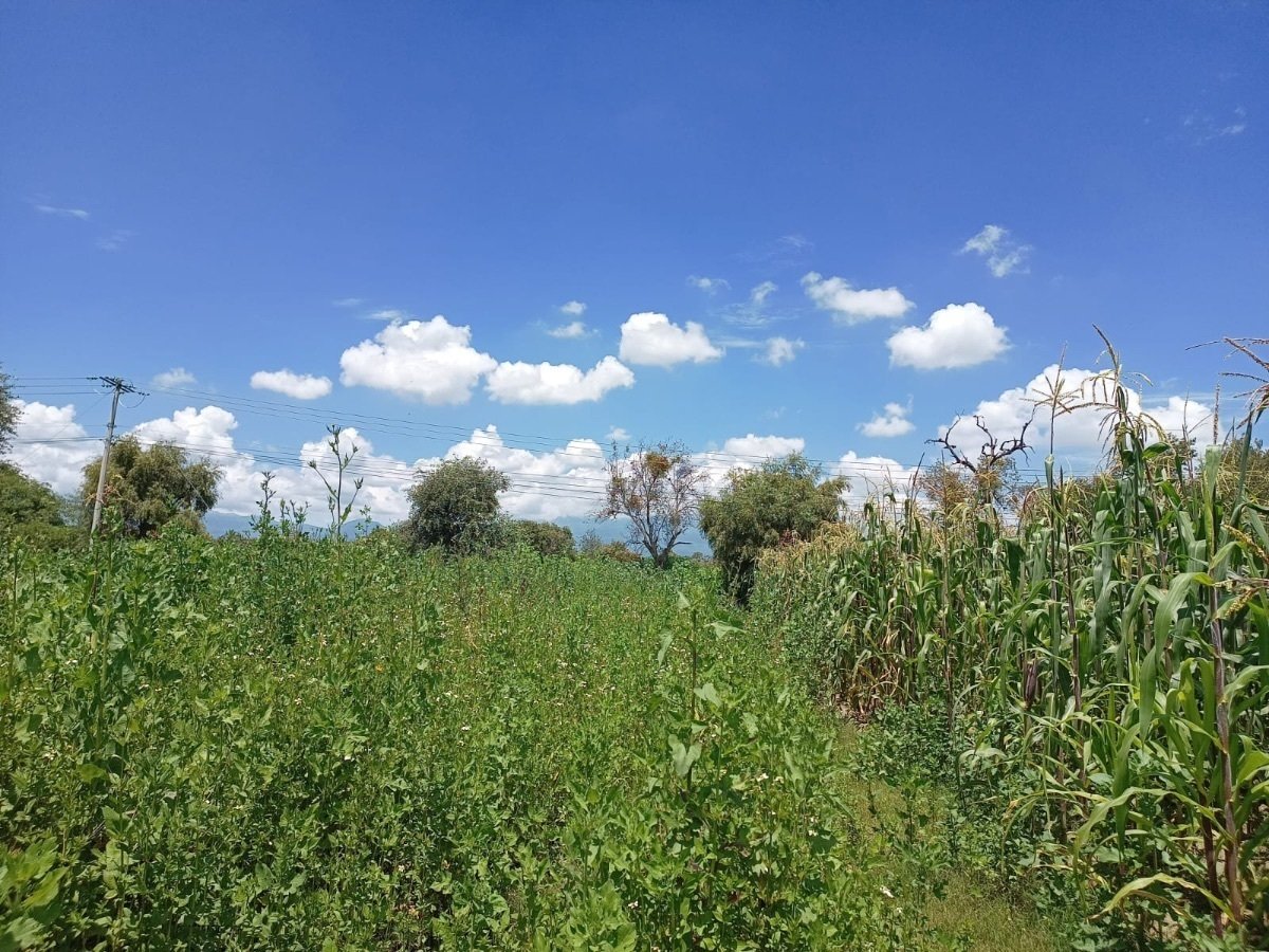 niebla5 Niebla5